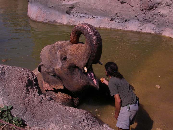 Elephants in Terra Natura Zoo and waterpark Benidorm